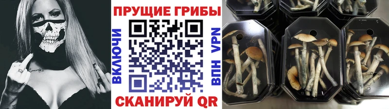 Купить  Тайшет  Псилоцибиновые грибы GOLDEN TEACHER 